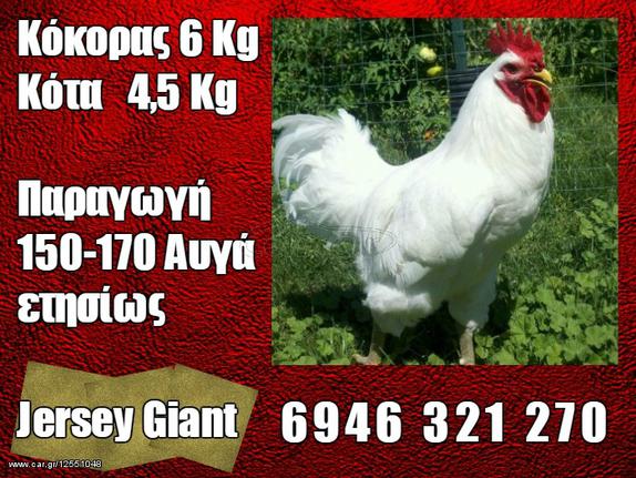 Μεγαλύτερο κόκορας εικόνες